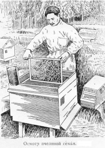 Осмотр пчелиной семьи