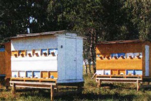 Развитие пчеловодства в России