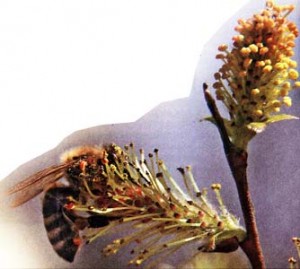 Пыльца для пчел