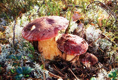 группу белых грибов