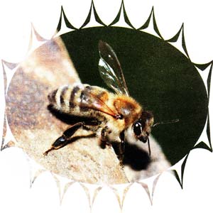 Почему пчелы жалят