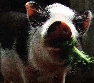 При откорме свиней