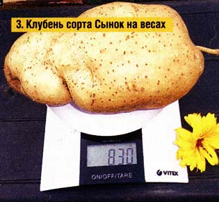 сортов картофеля