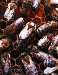 Пчелиная матка
